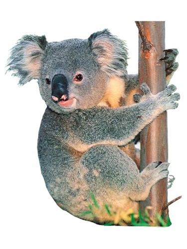 Geo special australien - geo,